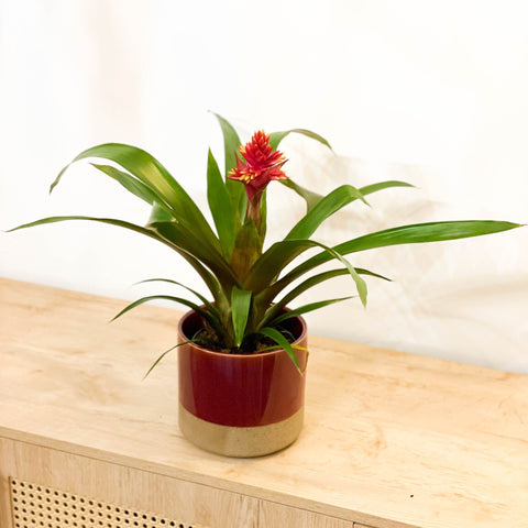 Bromelia Guzmania 'Brush' - Sprouts of Bristol