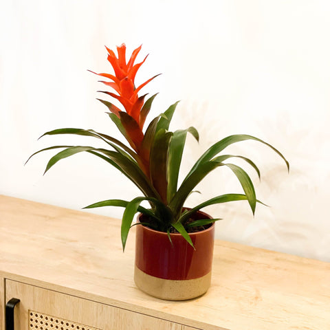 Bromelia Guzmania 'Chic' - Sprouts of Bristol