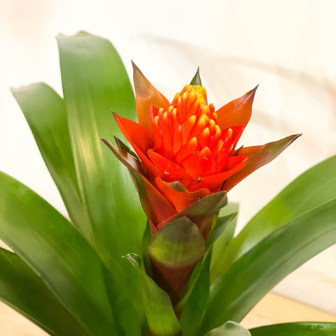 Bromelia Guzmania 'Punta' - Sprouts of Bristol