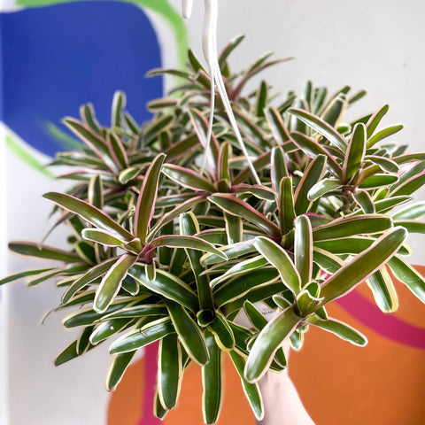 Bromeliad - Neoregelia 'Donger' - Sprouts of Bristol
