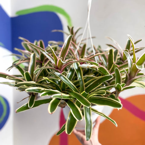 Bromeliad - Neoregelia 'Donger' - Sprouts of Bristol