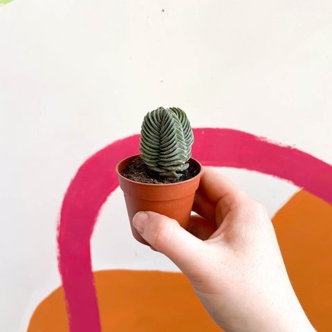 Buddha's Temple - Crassula pyramidalis compacta - Sprouts of Bristol