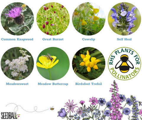 Bumblebee Seedball Wildflower Tins: Yellow - Sprouts of Bristol