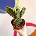 Bunny Ears Cactus - Opuntia microdasys - Sprouts of Bristol