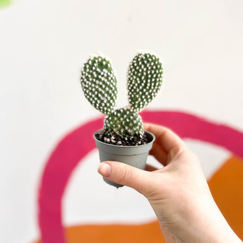 Bunny Ears Cactus - Opuntia Microdasys 'Albata' - Sprouts of Bristol