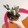 Bunny Ears Cactus - Opuntia microdasys 'Albispina' - Sprouts of Bristol
