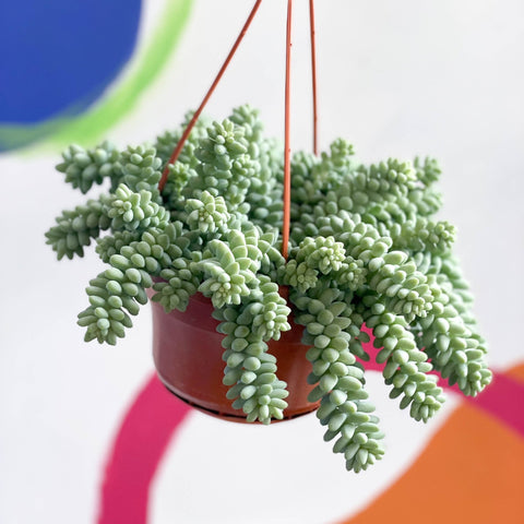 Burro's Tail - Sedum morganianum ‘Burrito’ - Sprouts of Bristol