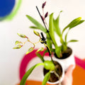 Butterfly Orchids - Odontoglossum - Sprouts of Bristol