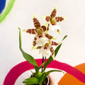 Butterfly Orchids - Odontoglossum aliceara 'Renaissance' - Sprouts of Bristol