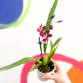 Butterfly Orchids - Odontoglossum wilsonara - Sprouts of Bristol