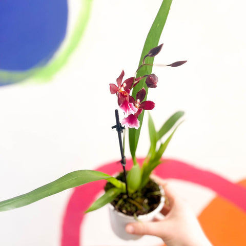 Butterfly Orchids - Odontoglossum wilsonara - Sprouts of Bristol