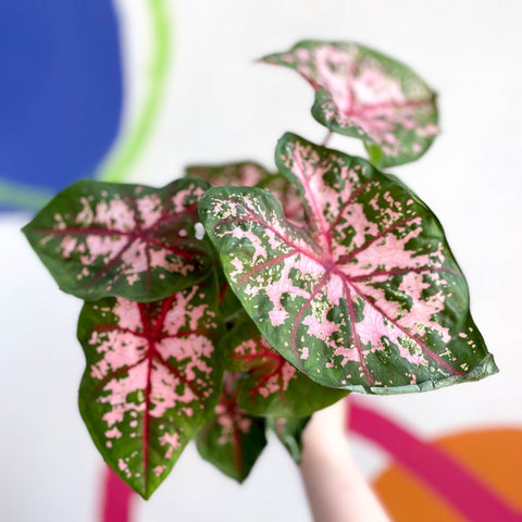 Caladium 'Carolyn Whorton' - Sprouts of Bristol