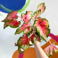 Caladium 'Chinook' - Sprouts of Bristol