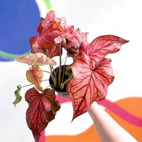 Caladium 'Desert Sunset' - Sprouts of Bristol