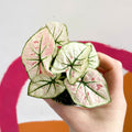 Caladium 'Kelly' - Sprouts of Bristol