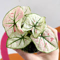 Caladium 'Kelly' - Sprouts of Bristol