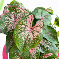 Caladium 'Pink Beauty' - Sprouts of Bristol