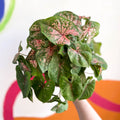Caladium 'Pink Beauty' - Sprouts of Bristol
