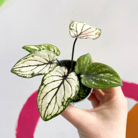 Caladium 'Pliage' - Sprouts of Bristol