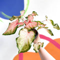 Caladium 'Roze' - Sprouts of Bristol