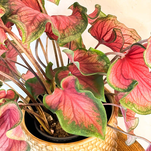 Caladium 'Sizzle' - Sprouts of Bristol