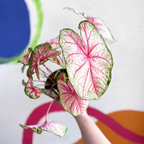 Caladium 'Summer Pink' - Sprouts of Bristol