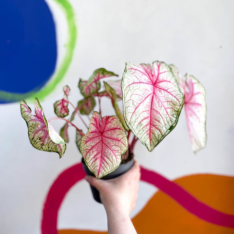 Caladium 'Summer Pink' - Sprouts of Bristol