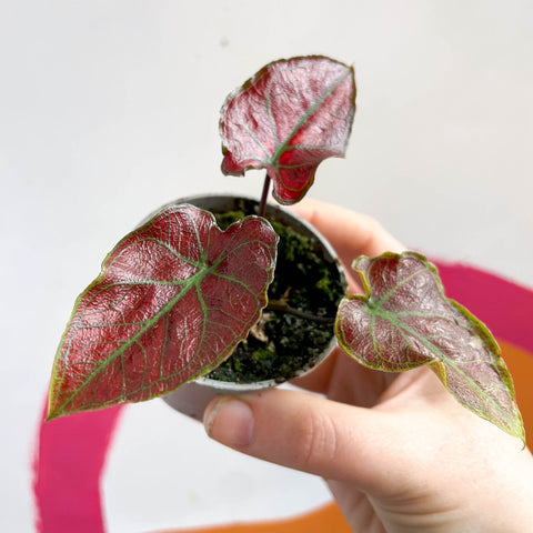 Caladium 'Valentina' - Sprouts of Bristol