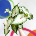 Caladium 'White Delight' - Sprouts of Bristol