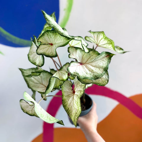 Caladium 'White Star' - Sprouts of Bristol