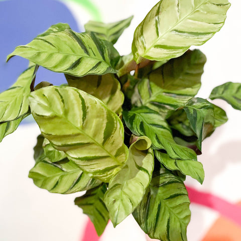 Calathea lietzei 'Greenstar' - Sprouts of Bristol