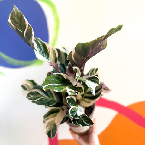 Calathea lietzei 'White Fusion' - British Grown - Sprouts of Bristol