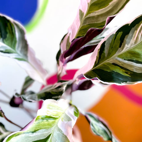 Calathea 'White Fusion' - Calathea lietzei - Sprouts of Bristol