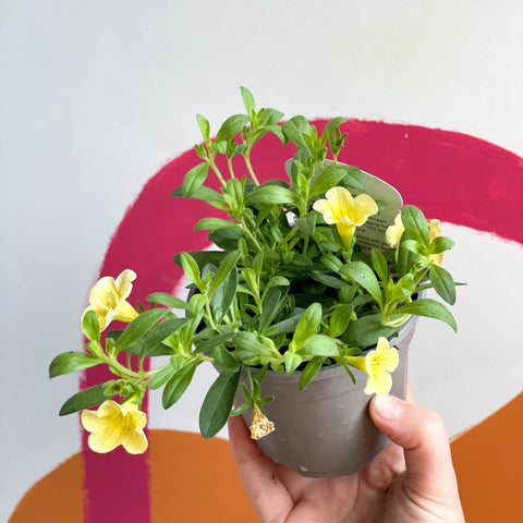 Calibrachoa 'Can Can Double Lemon' - UK Grown - Sprouts of Bristol