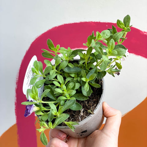 Calibrachoa 'Can Can Double Provence Blue' - UK Grown - Sprouts of Bristol