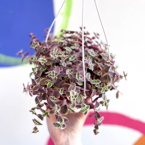 Calico Kitten - Crassula marginalis rubra variegata - Sprouts of Bristol