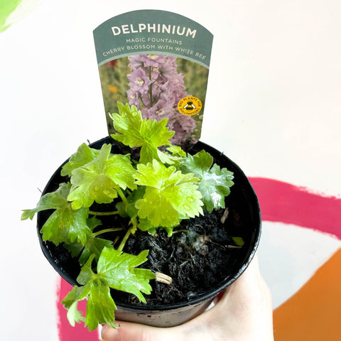 Candle Larkspur - Delphinium elatum 'Magic Fountains Cherry Blossom with White Bee' - British Grown Herbaceous Perennial - Sprouts of Bristol