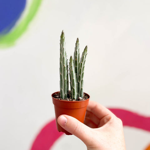 Candle Plant - Stapelia stapeliiformis - Sprouts of Bristol