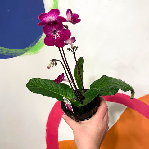 Cape Primrose - Streptocarpus 'Alana' - Welsh Grown - Sprouts of Bristol