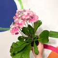 Cape Primrose - Streptocarpus 'Bella' - Welsh Grown - Sprouts of Bristol