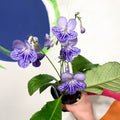 Cape Primrose - Streptocarpus 'Bethan' - Welsh Grown - Sprouts of Bristol