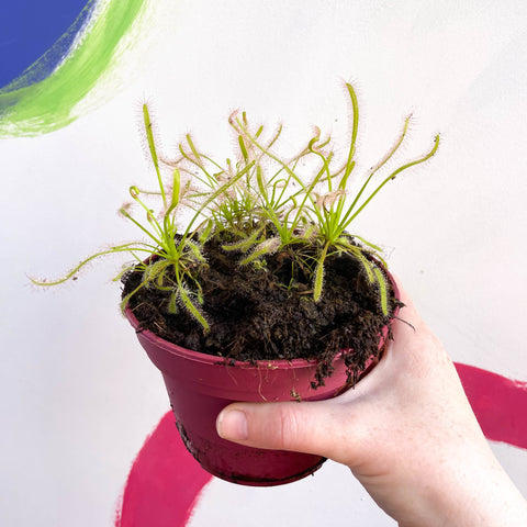 Cape Sundew - Drosera capensis 'Alba' - Sprouts of Bristol