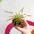 Cape Sundew (Narrow Leaf Red) - Drosera capensis - Sprouts of Bristol