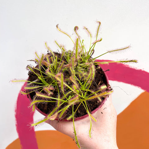 Cape Sundew (Narrow Leaf Red) - Drosera capensis - Sprouts of Bristol