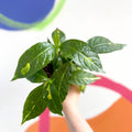 Caricature Plant - Graptophyllum pictum - British Grown - Sprouts of Bristol