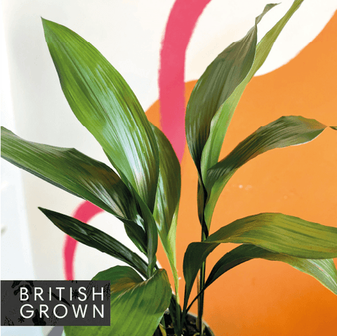 Cast Iron Plant - Aspidistra elatior - British Grown - Sprouts of Bristol