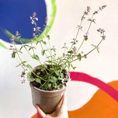 Cat Mint - Nepeta racemosa 'Amelia' - Cotswold Grown Perennial - Sprouts of Bristol
