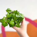 China Doll Plant - Radermachera sinica - British Grown - Sprouts of Bristol