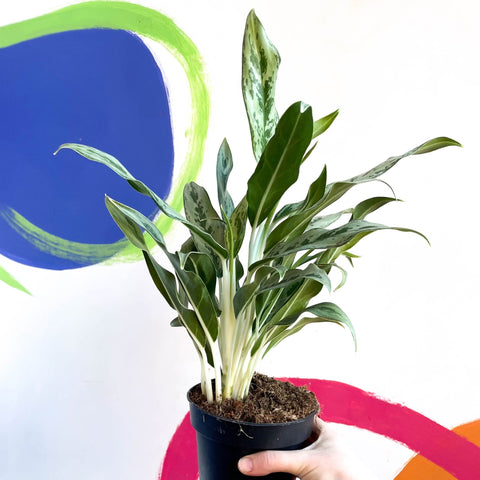 Chinese Evergreen - Aglaonema ‘Cutlass’ - Sprouts of Bristol