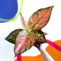 Chinese Evergreen - Aglaonema ‘Lady Valentine’ - Sprouts of Bristol